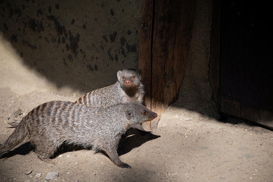 Banded Mongoose Friends Photograph by Lieve Snellings