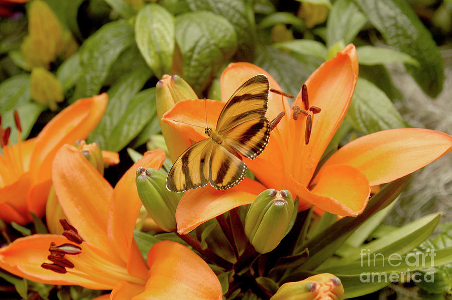 Banded Orange Butterfly Resting on Orange Day Lilies Photograph by Gunther Allen
