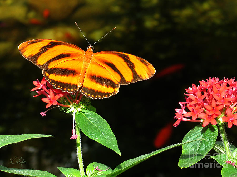 Nature Photograph - Banded Orange Butterfly by Rosanna Life