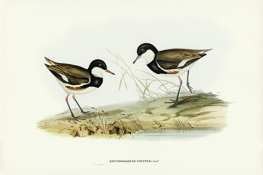 John Gould Drawing - Banded Red Knee, Erythrogonys cinctus by John Gould