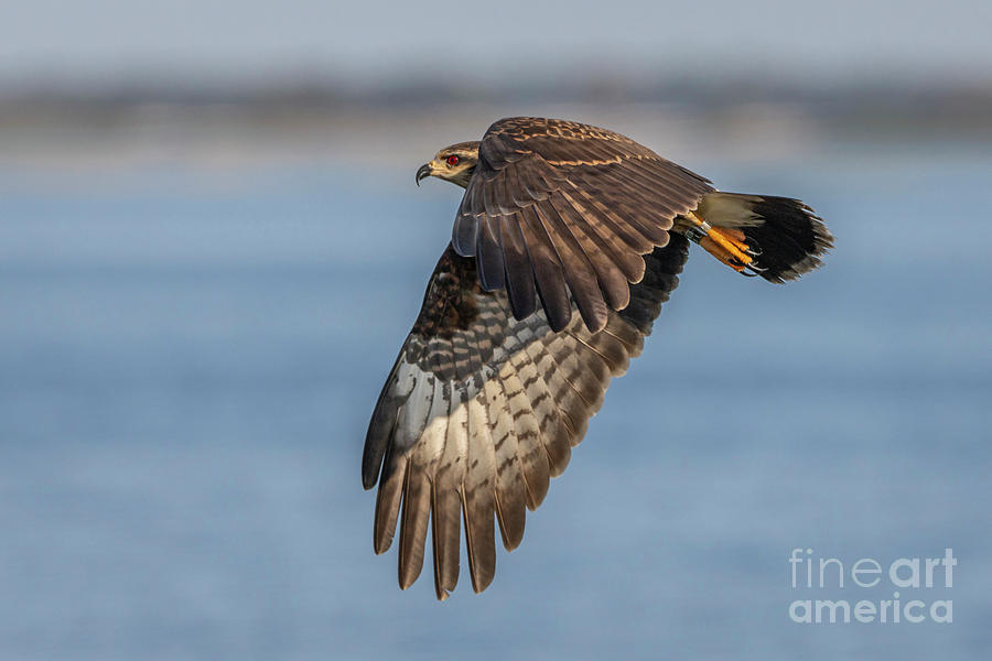 Banded Snail Kite in Flight Photograph by Tom Claud