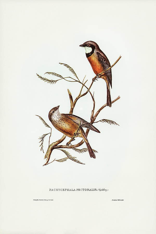 John Gould Drawing - Banded Thickhead, Pachycephala pectoralis by John Gould