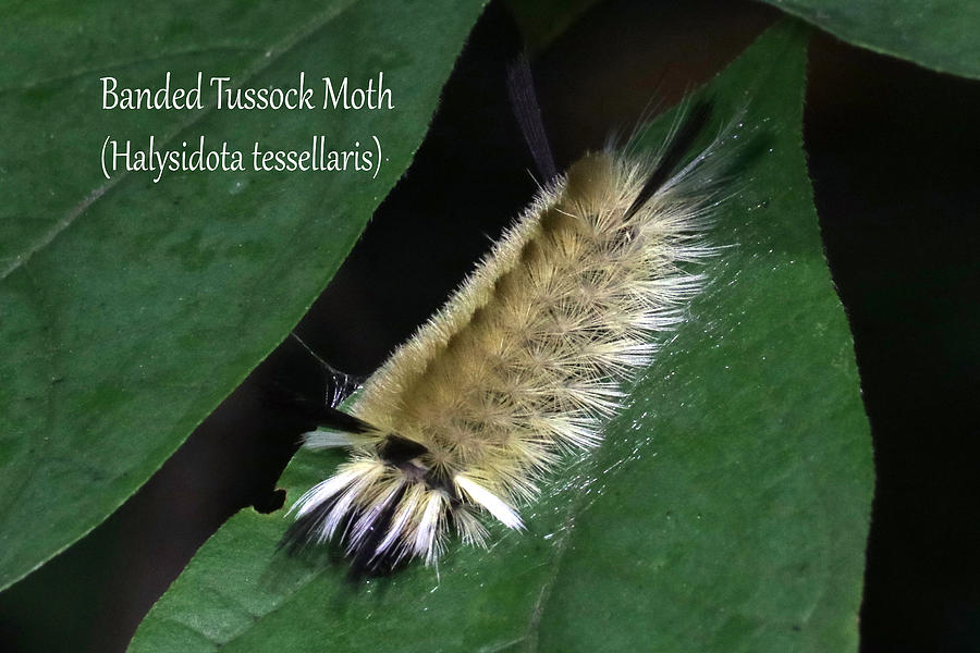 Banded Tussock Moth caterpillar Photograph by Mark Berman