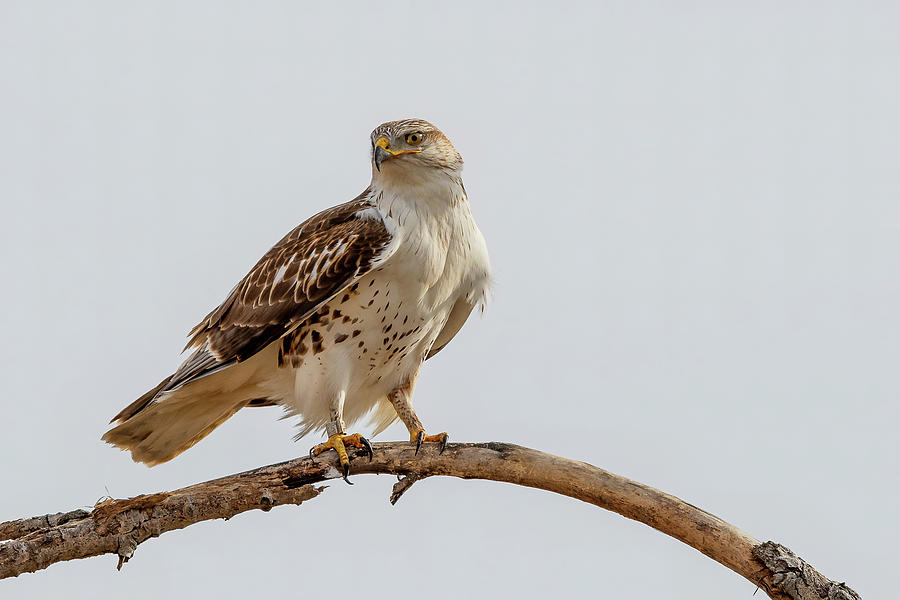 Banded Wild Red Tailed Hawk Photograph by Mark Robinson