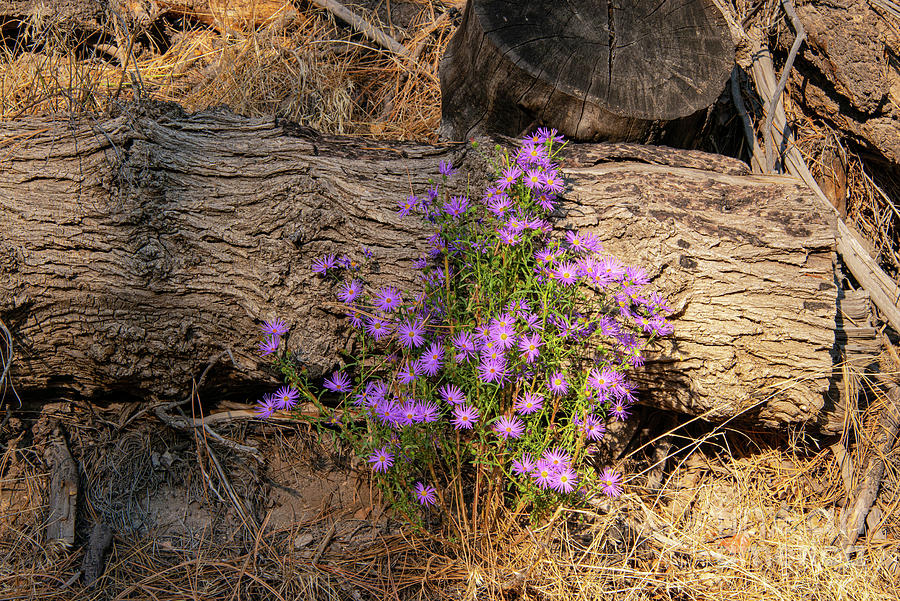 Bandelier National Monument Tree Trunk and Asters  Photograph by Bob Phillips