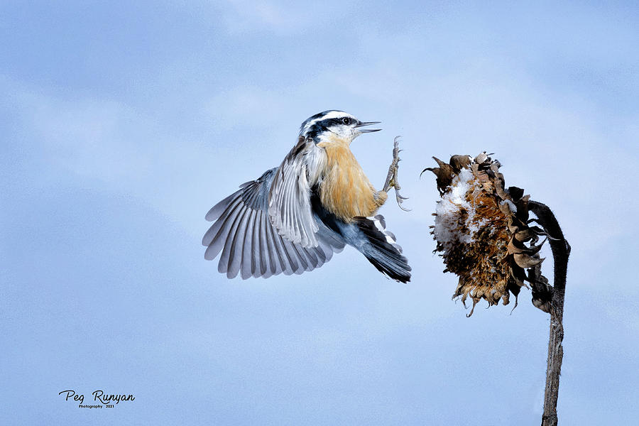 Bandit Bird Photograph by Peg Runyan