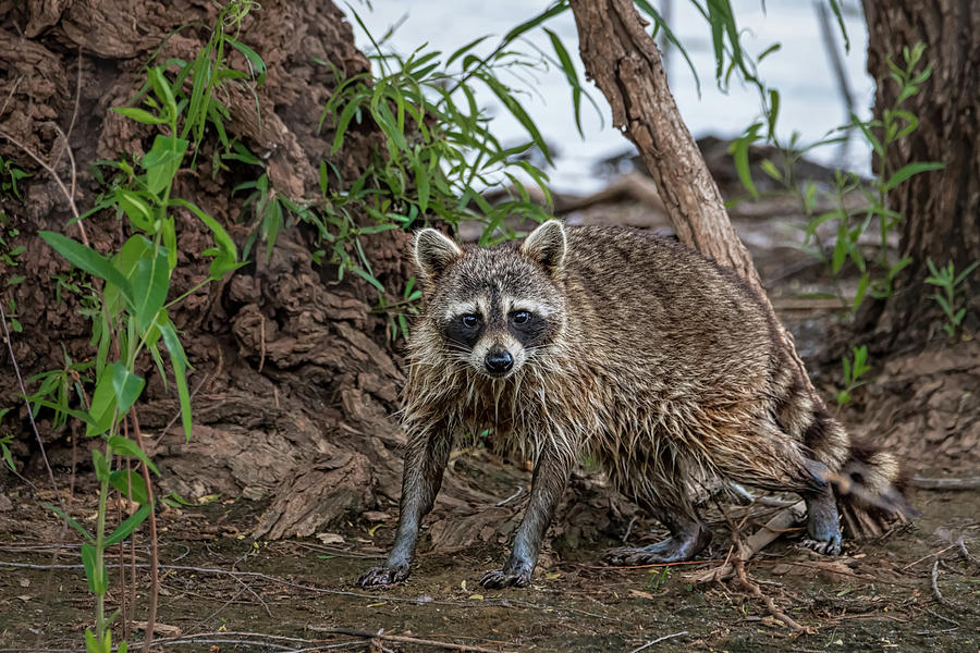 Bandit Masked Raccoon Photograph by Debra Martz