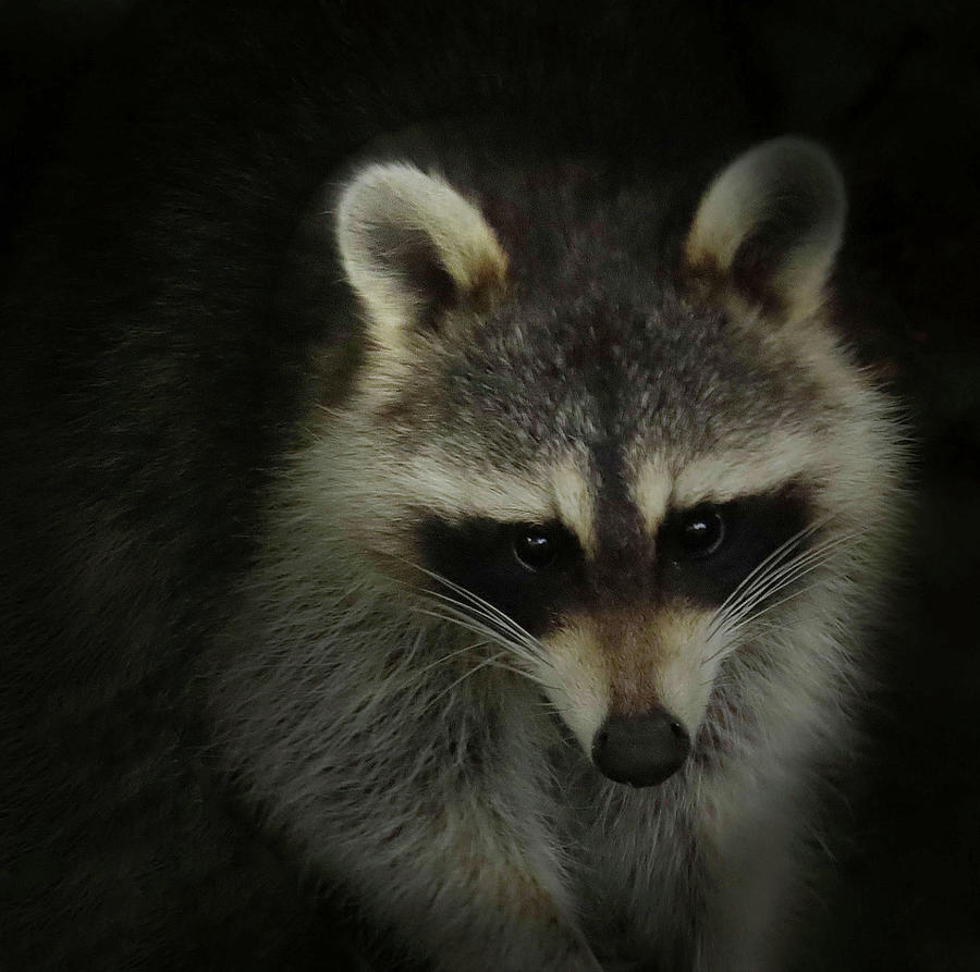 Bandit The Raccoon No. 2 Photograph by Rebecca Grzenda