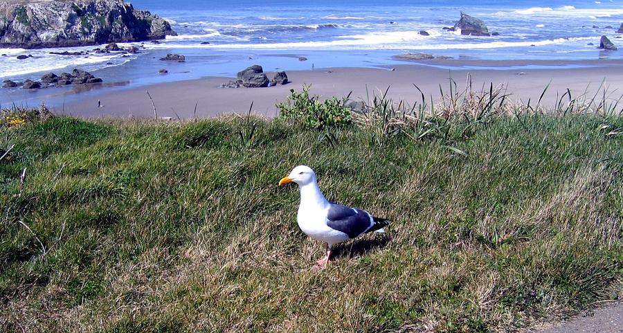 Bandon Oregon Seagull Photograph by Will Borden