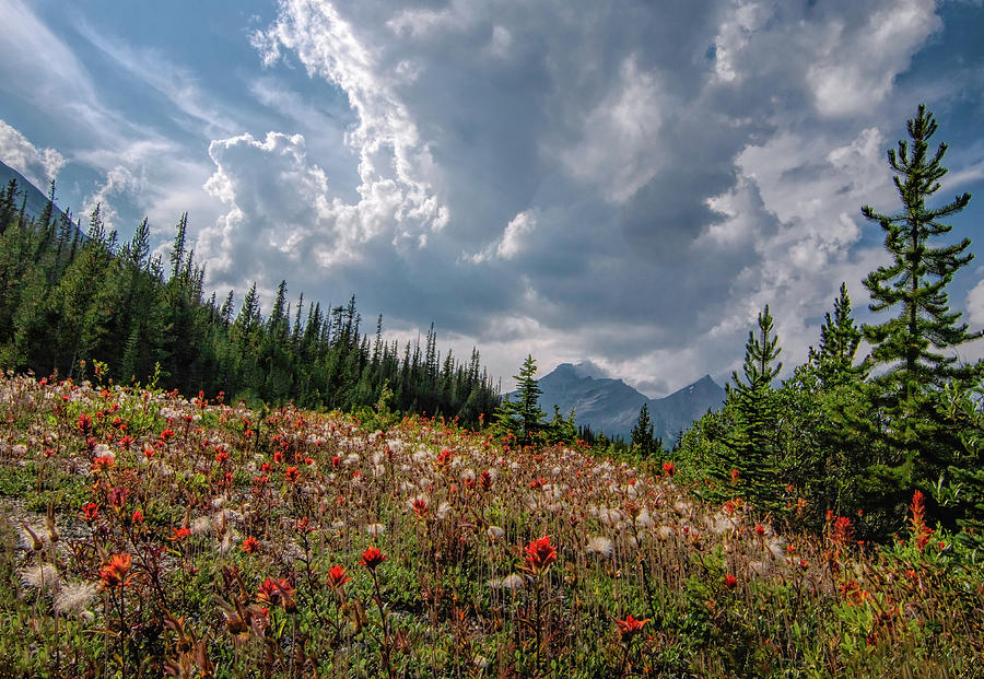 Banff Jasper Highway Wildflowers Photograph by Norma Brandsberg