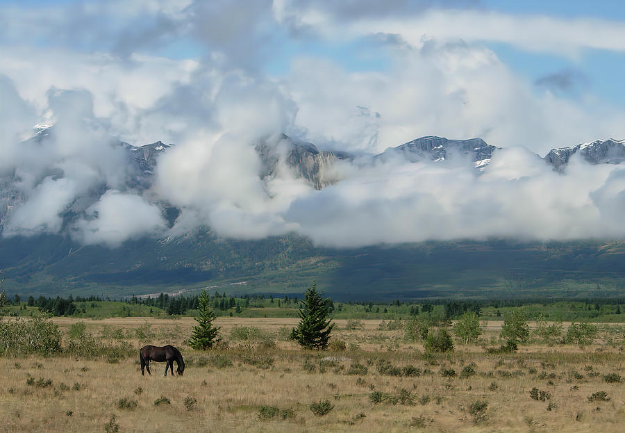 Banff Mountain Horse Photograph