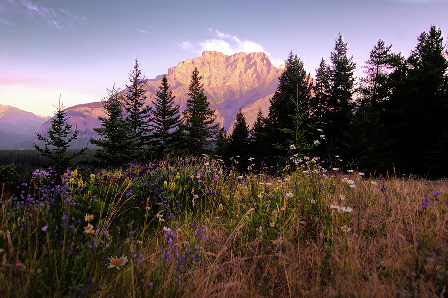 Banff National Park Cascade Mountain Wildflowers Photograph by Norma Brandsberg
