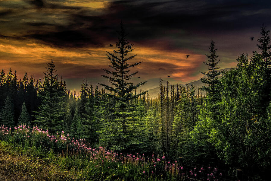 Banff Summer Sunset Photograph by Norma Brandsberg