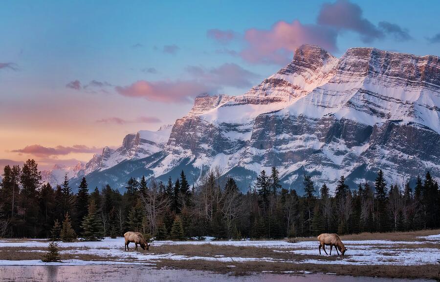 Banff Sunrise with Elk Photograph by Tracy Munson