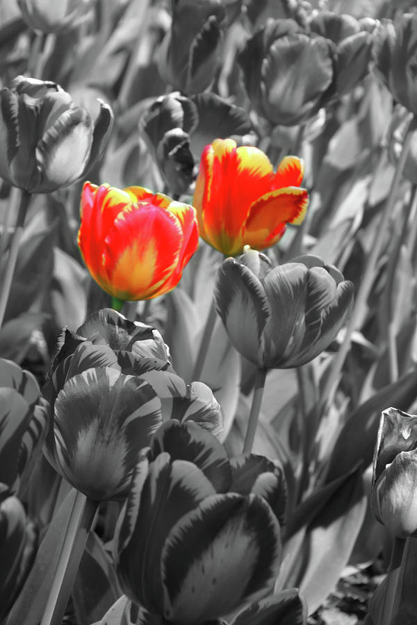 Tulip Photograph - Banja Luka by Carolyn Stagger Cokley