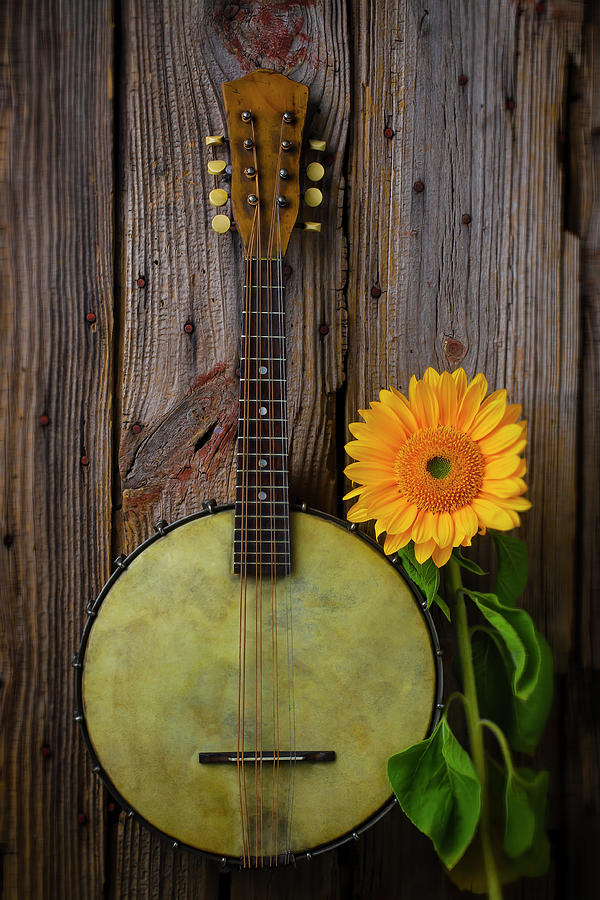 Still Life Photograph - Banjo And Sunflower by Garry Gay