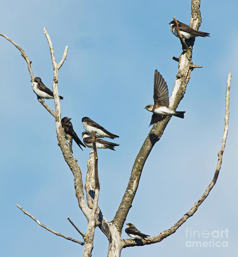 Bank Swallow in Crex Meadows Photograph by Natural Focal Point Photography