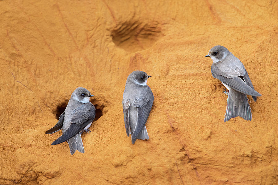 Bank Swallows In Bird Colony Photograph