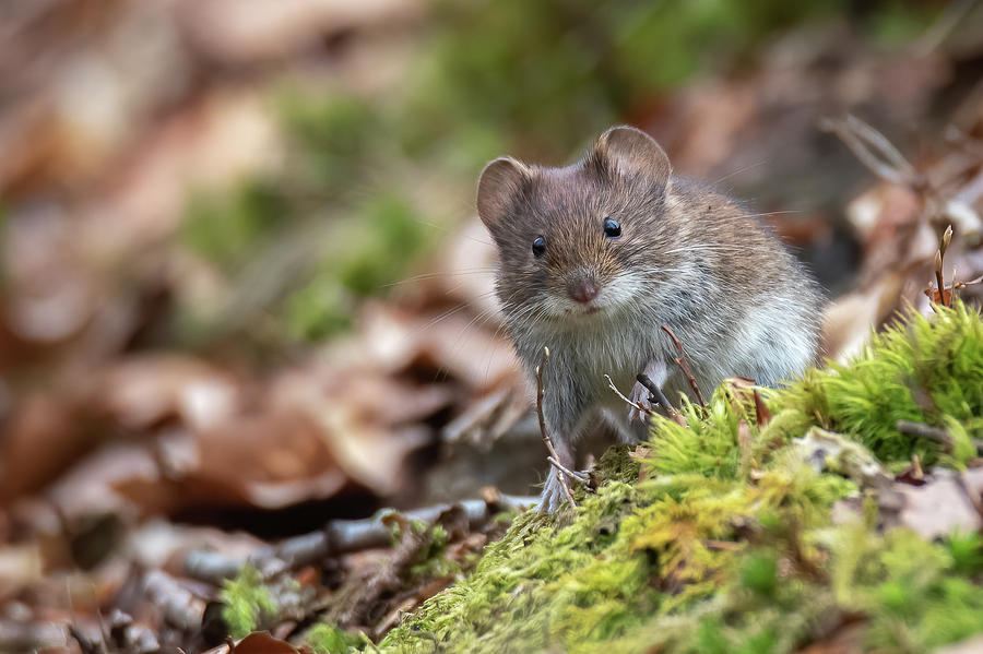 Bank Vole Photograph by Inerro Land - Fine Art America