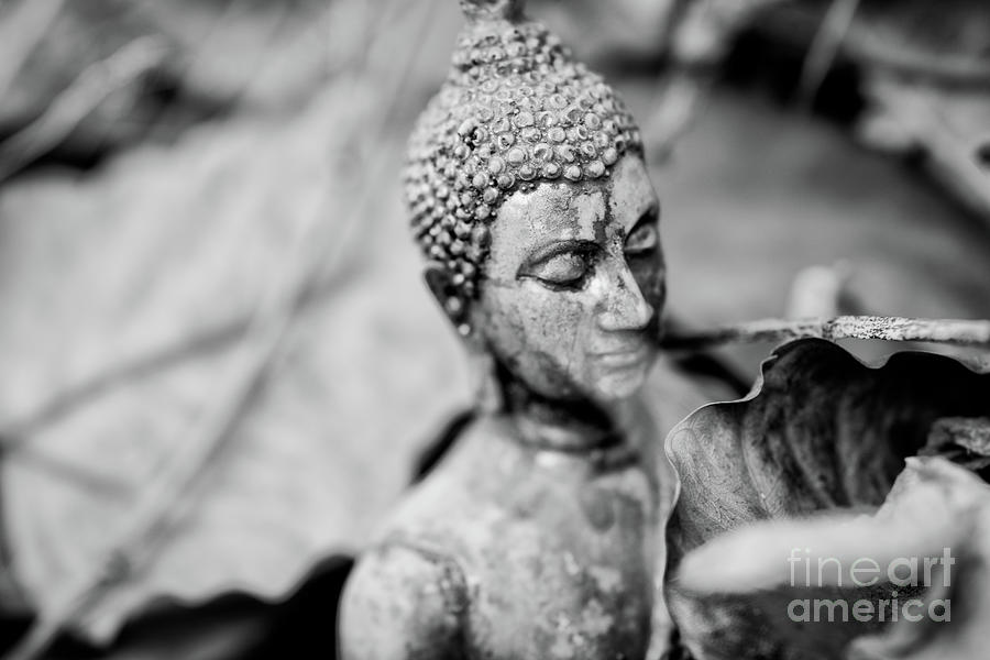Bangkok Buddha Head II Photograph by Dean Harte