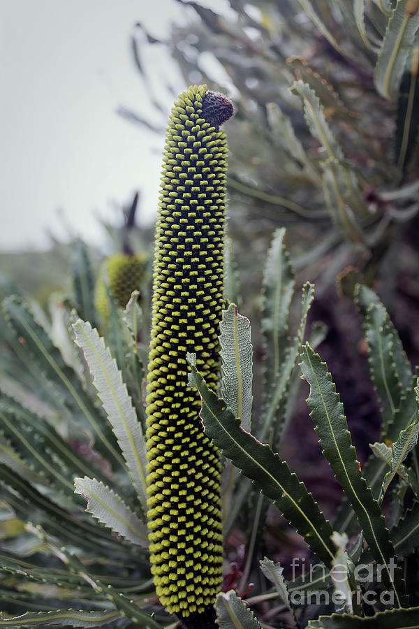 Banksia Attenuata Candle Banksia, The Bud Photograph by Elaine Teague