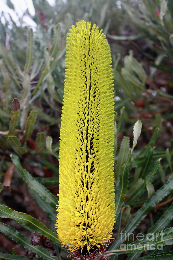 Banksia Attenuata Photograph by Elaine Teague