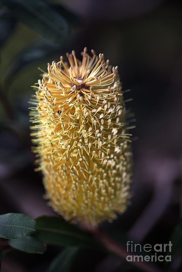 Nature Photograph - Banksia Australian Flora by Joy Watson