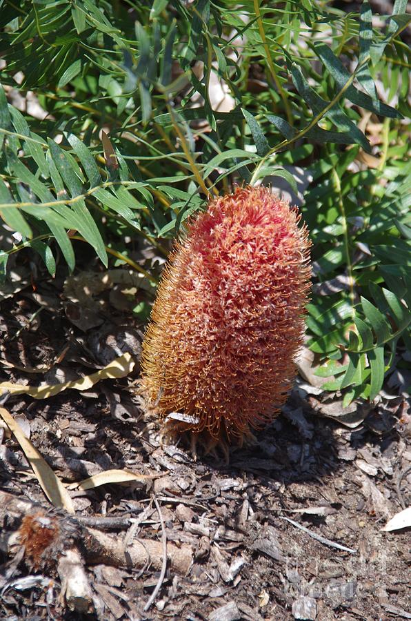 Kings Park Photograph - Banksia blechnifolia by Lesley Evered