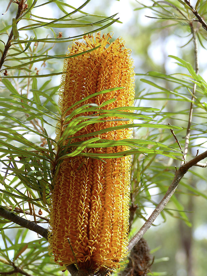 Banksia Candle Flower Photograph by Maryse Jansen
