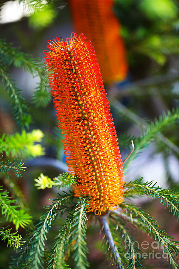 Banksia Ericifolia Candle Photograph by Joy Watson Banksia Ericifolia Candle Photograph by Joy Watson
