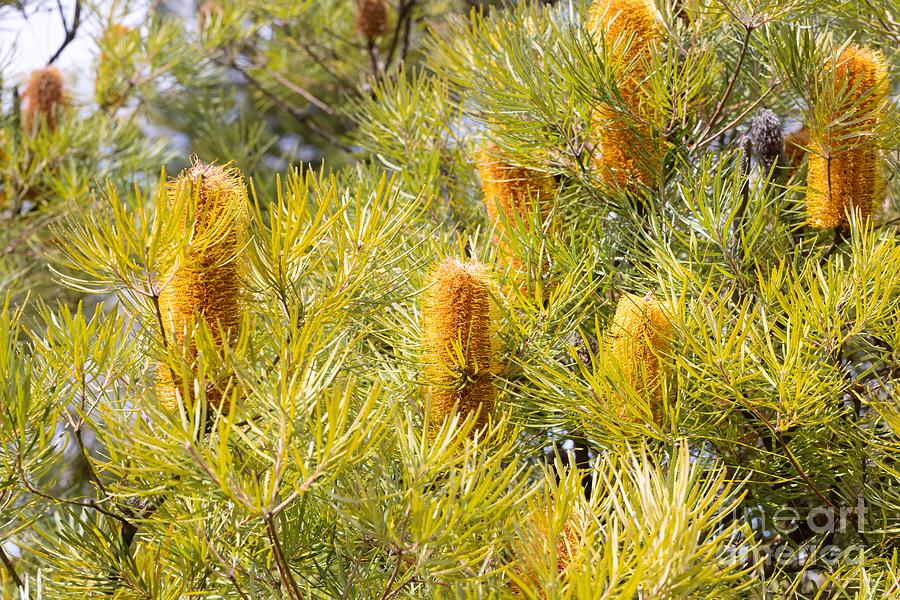 Banksia Ericifolia Photograph by Eva Lechner