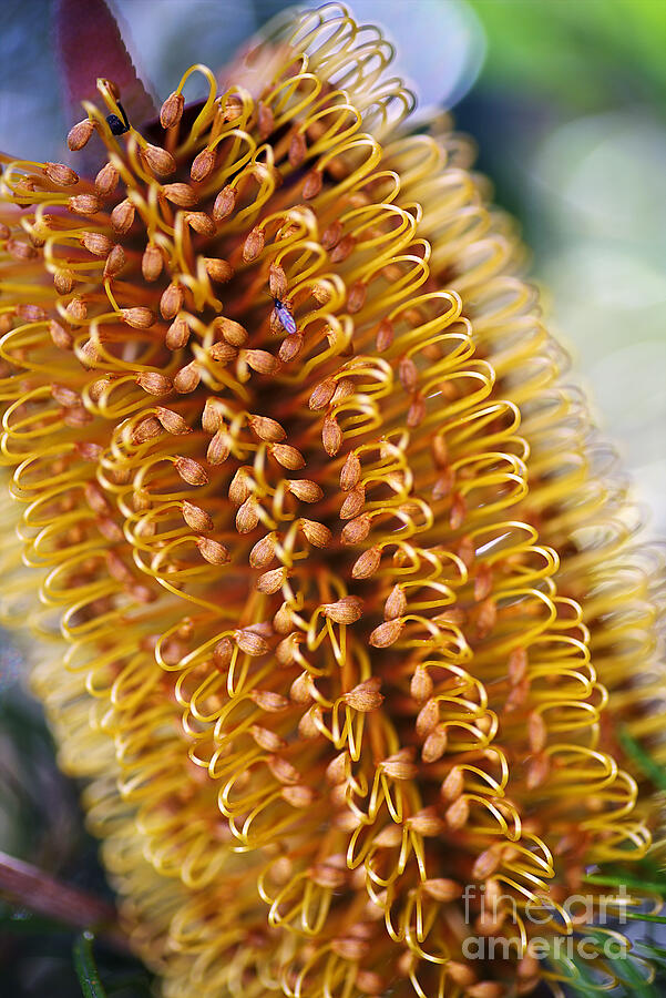 Nature Photograph - Banksia Flower by Joy Watson