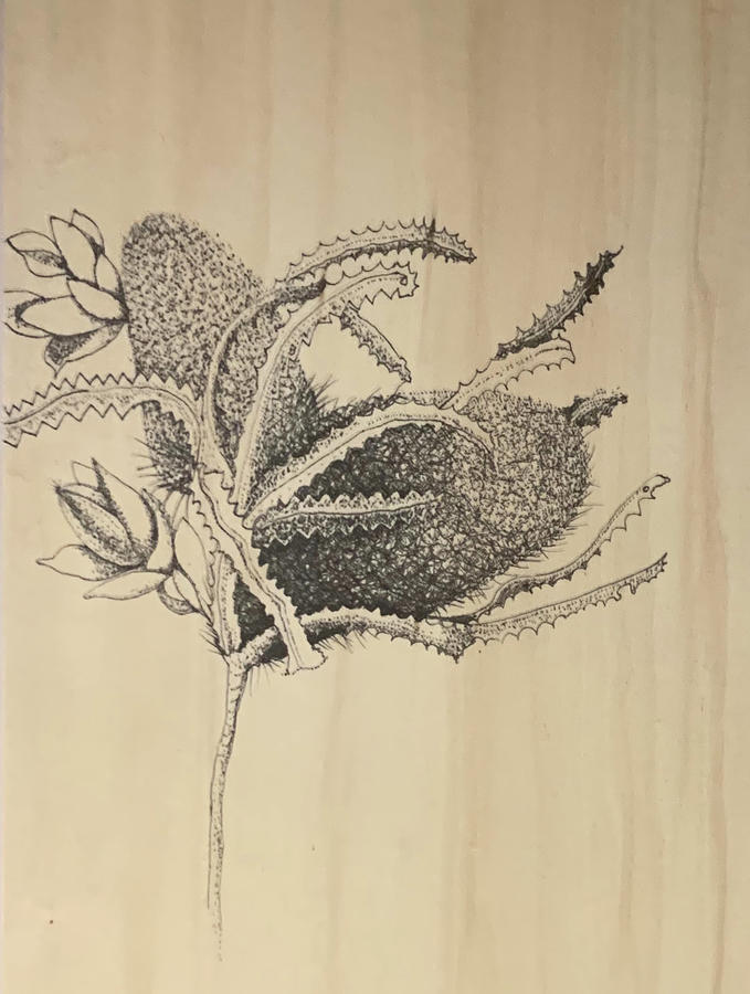 Banksia Drawing by Franci Hepburn