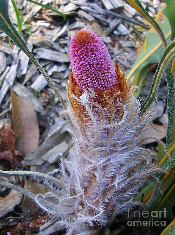Australian Native Plant Photograph - Banksia goodii by Lesley Evered