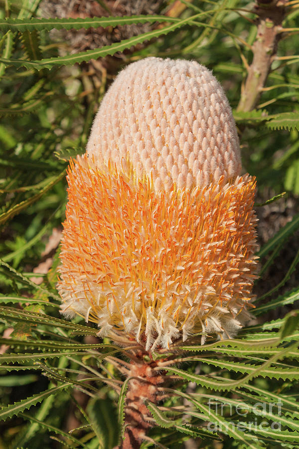 Banksia Prionotes Photograph by Elaine Teague