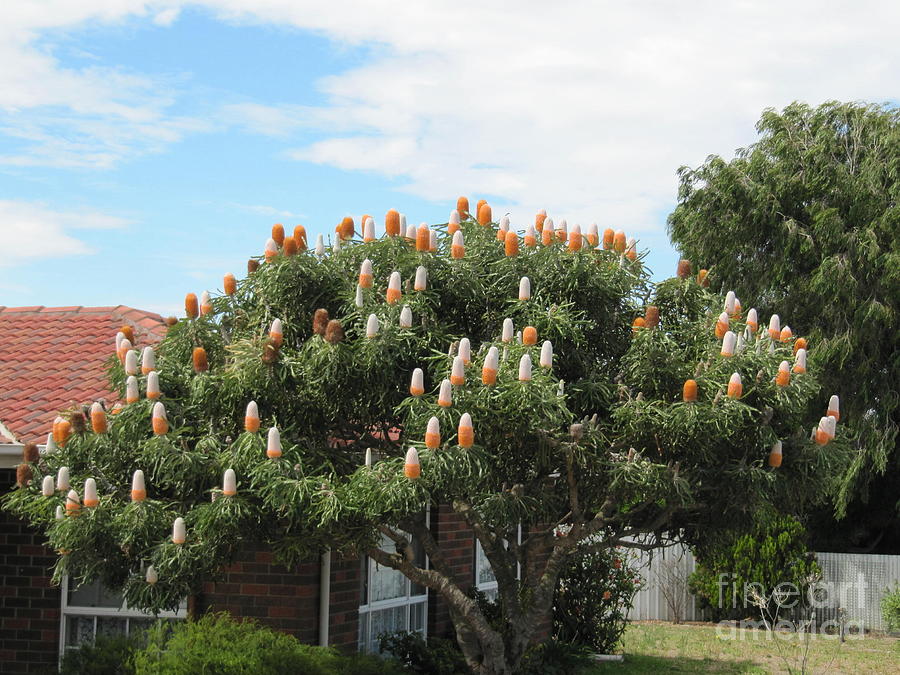 Tree making a statement in a garden. Australian Photograph Rita Blom