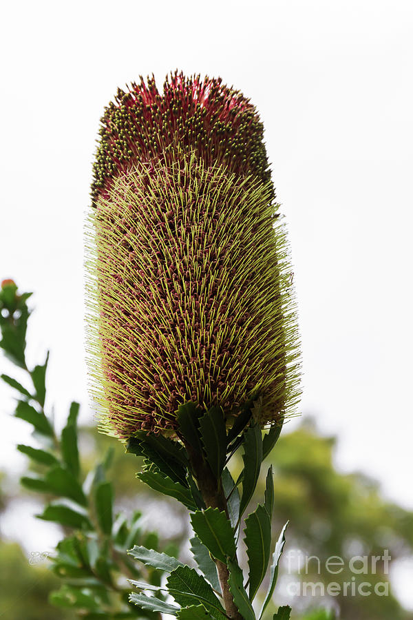 Banksia - unknown Photograph by Elaine Teague