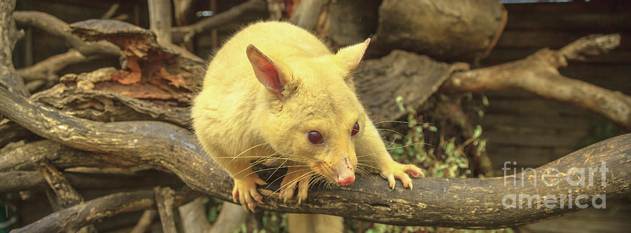 Banner of golden brushtail possum Photograph by Benny Marty
