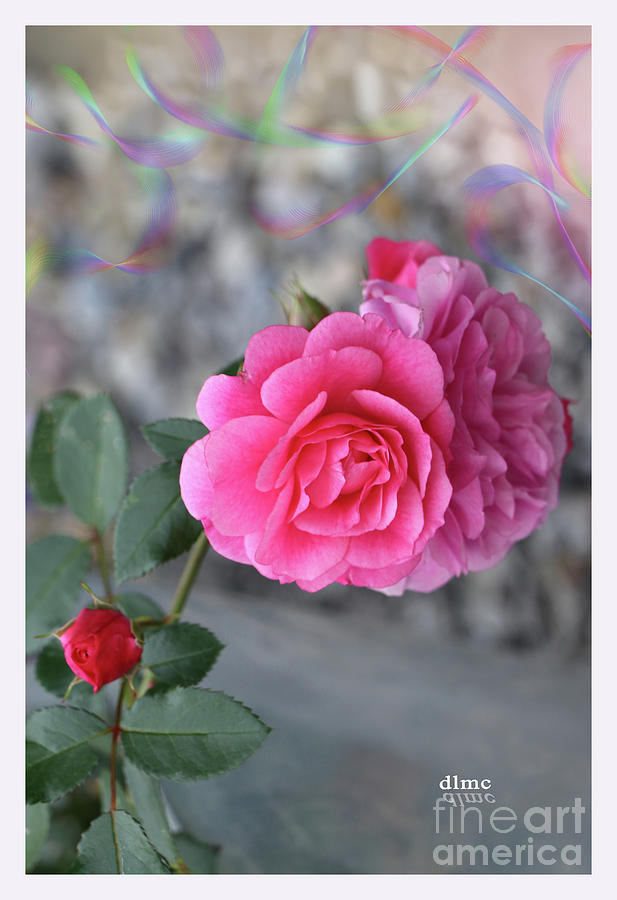 Banner of Love Rose Photograph by Donna L Munro