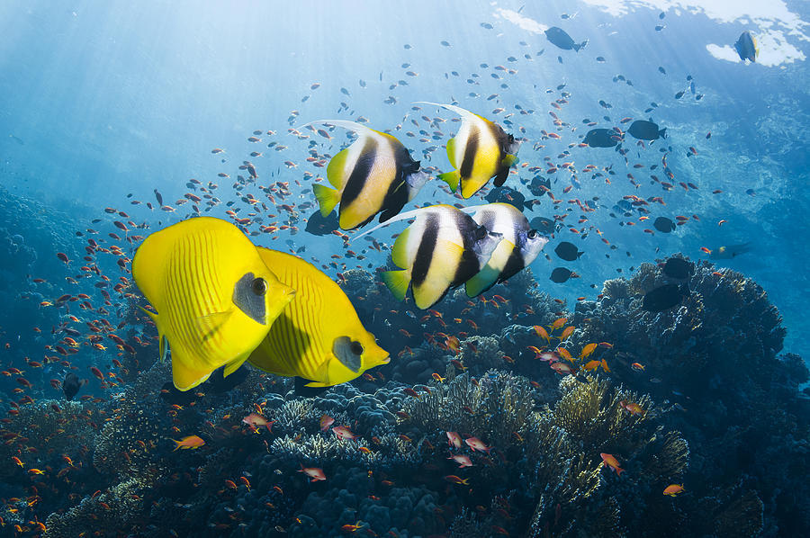 Bannerfish and butterflyfish Photograph by Georgette Douwma