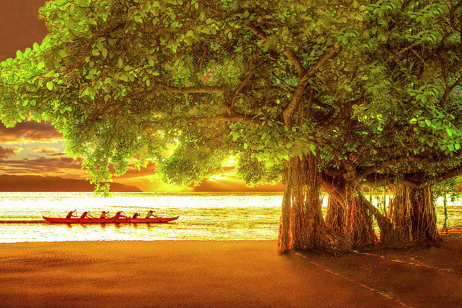 Banyan Beach Photograph by Douglas Page - Fine Art America