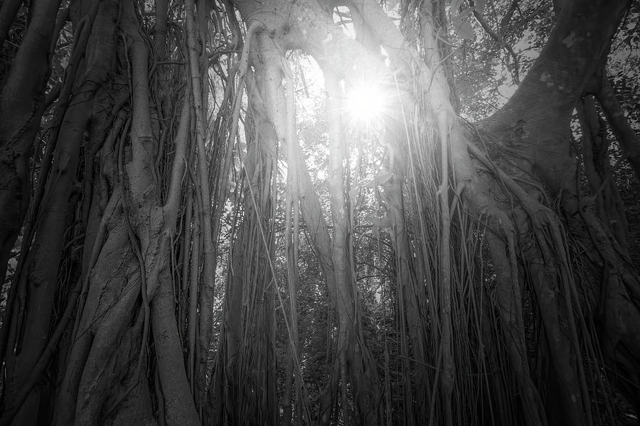 Banyan Roots Photograph by Mark Andrew Thomas