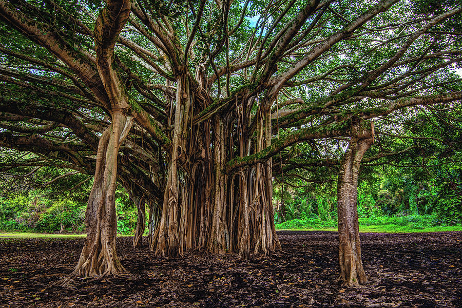 Banyan Tree Big Island Hawaii Photograph By Abbie Matthews Fine