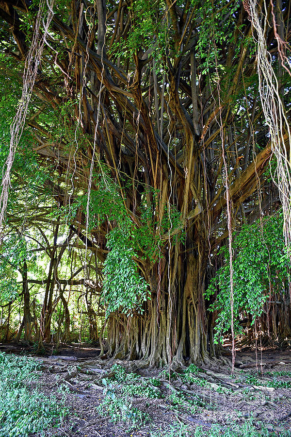 Banyan Tree Photograph by Cindy Murphy