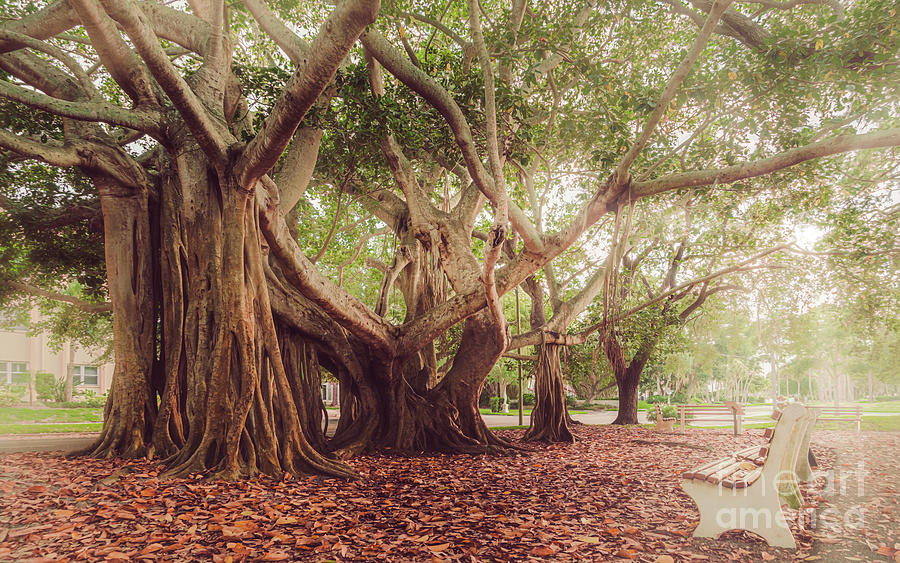 Fall Photograph - Banyan Tree, Heritage Park, Venice, Florida by Liesl Walsh