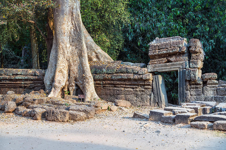 banyan tree in ruin Angkor Wat, Siem Reap, Cambodia. Photograph by VladyslavDanilin