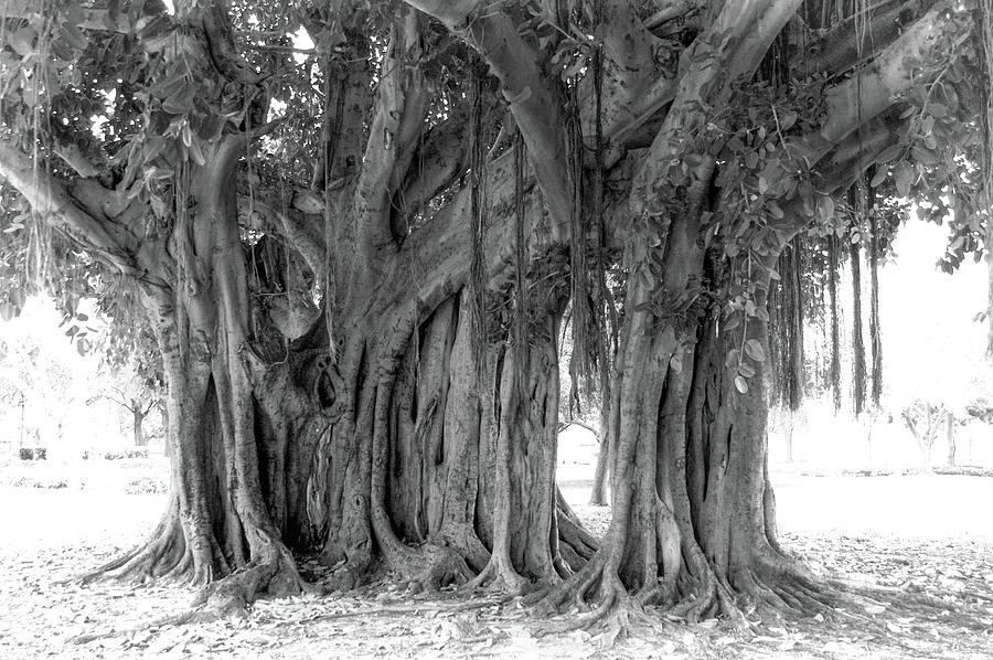 Banyan Tree In St Pete Photograph