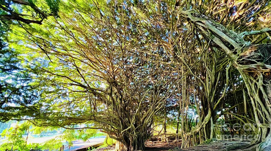 Nature Photograph - Banyan Tree by Saving Memories By Making Memories