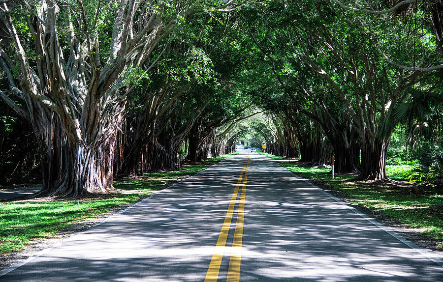 Banyan Tree Tunnel Photograph by Fred Mays - Fine Art America