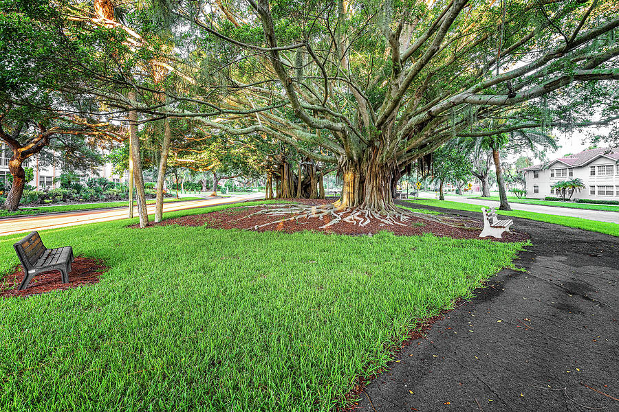 Banyan Trees @ Venice Avenue  Photograph by Rudy Wilms